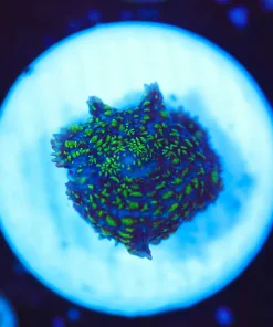 Wysiwyg Tiny Fuzzy Mushroom Coral Frag [F90]