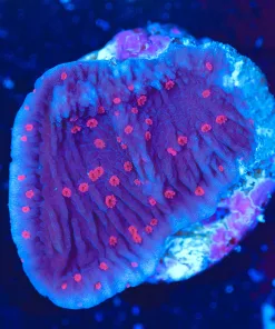Wysiwyg Tiny Purple Roses Monitcap  Coral Frag [F91]