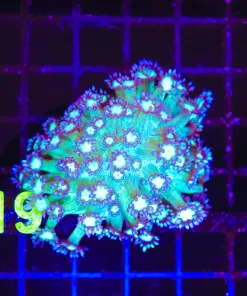 Wysiwyg Flowerpot  Coral Colony  (C119) *Free shipping no minimum live stock spend*