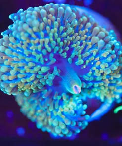 Wysiwyg Florida Ricordea Frag [F96]