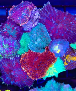 Wysiwyg Crazy Mixed Mushroom Combo Colony Rock (C100)
