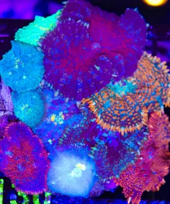 Wysiwyg Crazy Mixed Mushroom Combo Colony Rock  (C130)