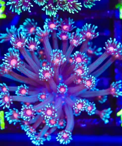 Wysiwyg Orange Mouth Blue Cookie Monster Flowerpot Coral (C141)