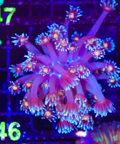 Wysiwyg Orange Mouth Blue Cookie Monster Flowerpot Cora (C146)