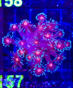 Wysiwyg Flwerpot Coral (C157) *Free shipping ! No minimum livestock spend*