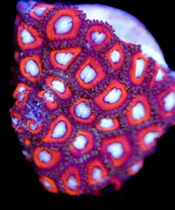 Japanese Cherry Zoanthid Frag (Row #13)