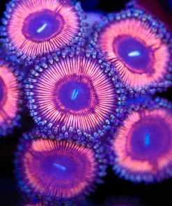 Bubble Gum Zoanthid Frag (Row #17)