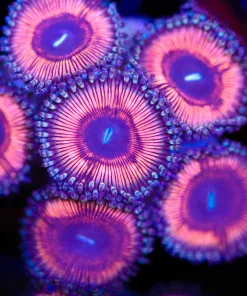 Bubble Gum Zoanthid Frag (Row #17)