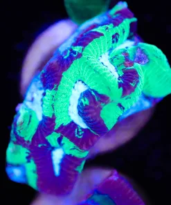 Marble Meltdown Favia Frag (Row #25)