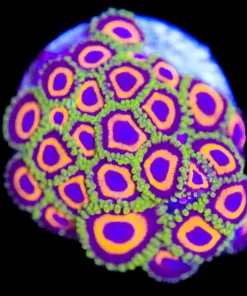 Dragon Loops Zoa Frag (Row #1:B) *rare*