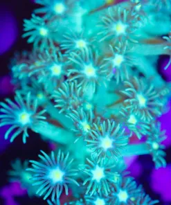 Vibrant Flowerpot Coral Frag (T3 S30)