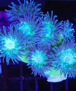 Wysiwyg Duncan Coral Colony (C130) *Free shipping - no minimum livestock spend*