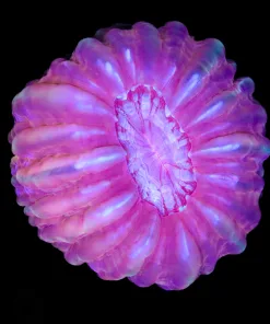 Wysiwyg Cynarina Colony (C149)