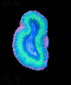 Wysiwyg Tri Color Lobo Coral (C151)