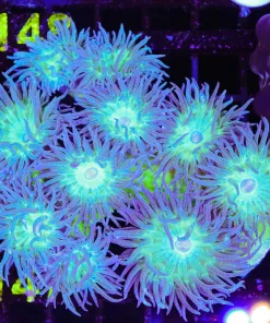 Wysiwyg Duncan Coral Colony (C147) *Free shipping - no minimum livestock spend*