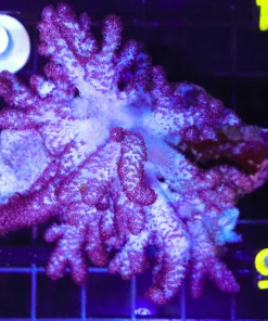 Wysiwyg Colt Coral Colony (C54)