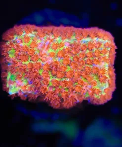 Wysiwyg Burning Banana Frag [F70]