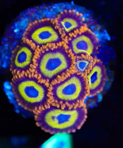 Wysiwyg Fruit Loop Zoanthid Frag [F71]