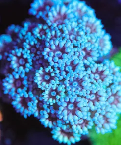 Wysiwyg Unique Flowerpot Coral Frag [F73]
