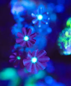 Wysiwyg TINY daisy Coral Frag [F76]