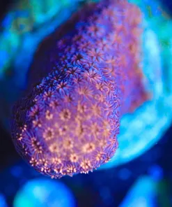 Wysiwyg Orange Pavona Coral [F84]