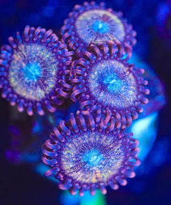 Wysiwyg Wonka Berry Zoanthid Frag [F1]