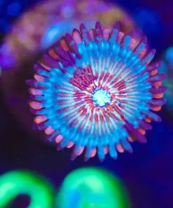 Wysiwyg Blue Agave Zoanthid Frag [F20]
