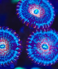 Wysiwyg 3x Blue Agave Zoanthid Frag   [F22]