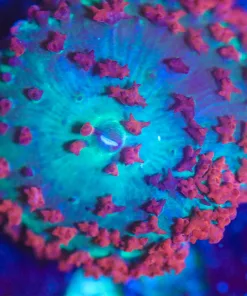 Wysiwyg St Thomas Mushroom Coral [F49]