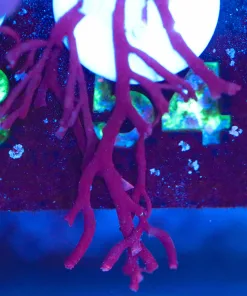 Wysiwyg Unique Macro Algeo Fragment  [F54]