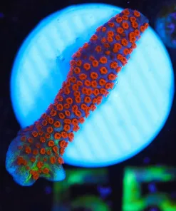 Wysiwyg Tiny Forest Firi Digitata Frag [F55]