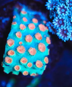 Wysiwyg Meteor Shower Cyphastrea Frag [F72]