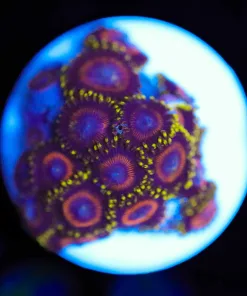 Wysiwyg Zoanthid Frag[F80]