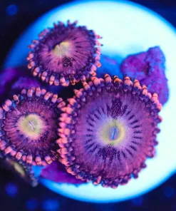 Wysiwyg Pink Nova Zoanthid Frag [F86] *Free Shipping - Minimum $249 Livestock Spend*