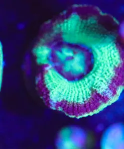 Wysiwyg Small Acan Frag [F89]