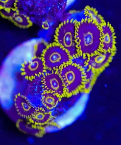 Black Hornet Zoanthid Frag  (Row #3)
