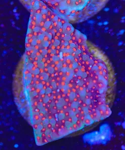 Superman Montipora Frag (row #23:B)