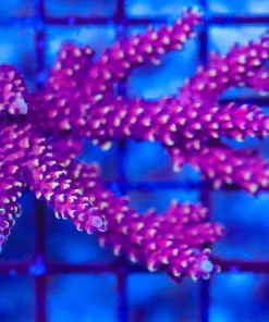 Wysiwyg RR Pink Cadilalc Mini Colony *Pick up please or no arrive alive guarantee - see descirption * (AC6)