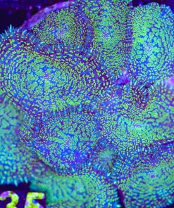 Wysiwyg Rock Covered In Blue / Green Rhodactis Mushroom (C135)