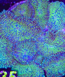 Blue / Green Rhodactis Mushroom Frag (C135)