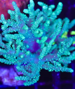 Wysiwyg Large Australian Nepethea Coral Colony (C136)