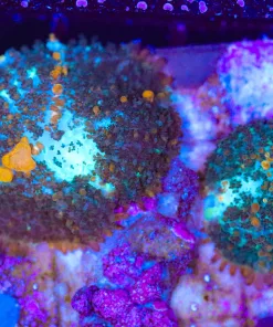 Wysiwyg 2 Sunkissed Bounce Mushrooms (C156)