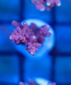 Red Acropora Subulata Frag (A11)