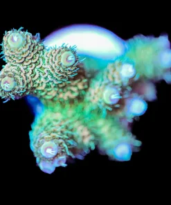 Sunset Millepora Frag (Row A12)