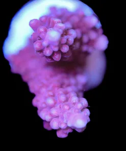Red Staghorn Acropora Frag (Row A13)