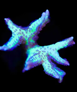 Wysiwyg Purple Cactus Birdsnest Frag [F151] *easy to keep - fast growing*