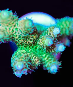 Wysiwyg Susnet Millepora Acropora Frag [F156]