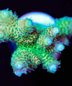 Wysiwyg Susnet Millepora Acropora Frag  [F156]