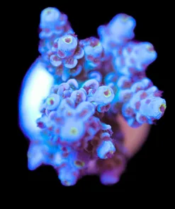 Wysiwyg Acropora TEnuis Frag [F168] *Free shipping Minimum $199 livestock spend*
