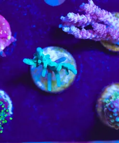 WYsiwyg 5 Piece Acropora Frag Pack (Fragoon) See description * Free shipping NO mininmum spend*